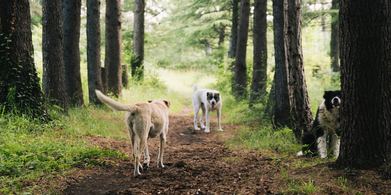 dejligt at møde dig øverst afsked 🌳 Alle Danske hundeskove samlet i én platform | Danmarks hundeskove