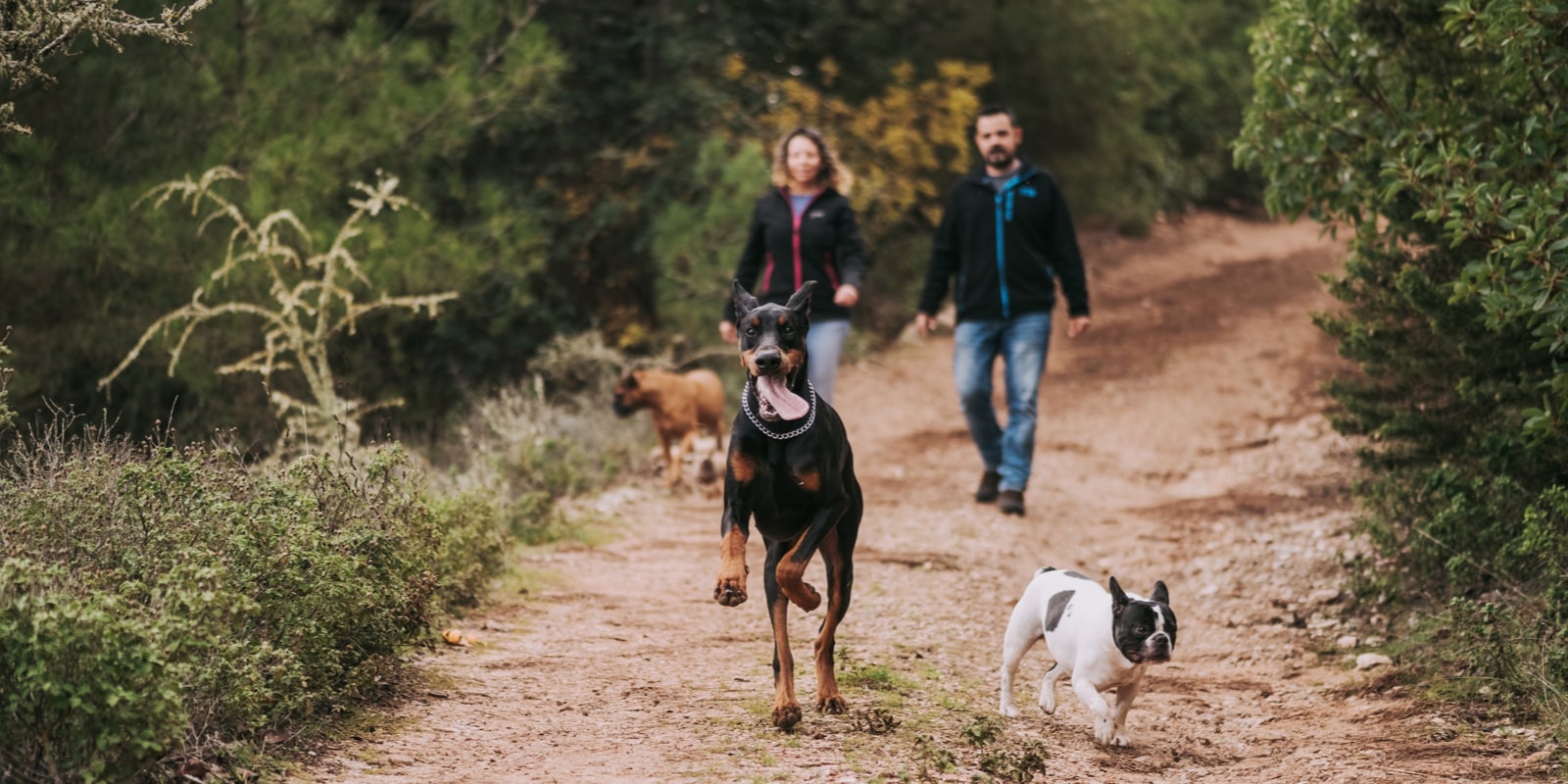 massefylde Swipe lige ud 🌳 Alle Danske hundeskove samlet i én platform | Danmarks hundeskove